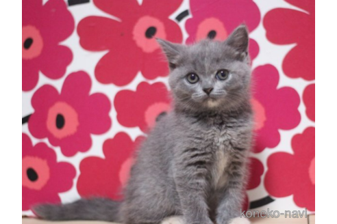 成約済の東京都のスコティッシュフォールド-71212の2枚目